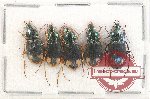 Scientific lot no. 459 Carabidae (5 pcs)