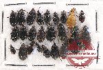 Scientific lot no. 465 Carabidae (24 pcs)