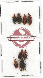 Scientific lot no. 435 Carabidae (8 pcs)