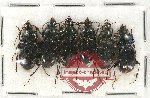 Scientific lot no. 437 Carabidae (6 pcs)