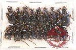 Scientific lot no. 460 Carabidae (18 pcs)