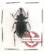 Scientific lot no. 452 Carabidae (1 pc A-)