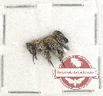 Scientific lot no. 61 Mordellidae (4 pcs)