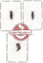 Scientific lot no. 59 Mordellidae (3 pcs)