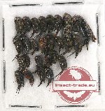 Scientific lot no. 66 Mordellidae (26 pcs)