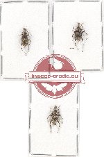 Scientific lot no. 86 Anthribidae (Acorynus litigiosus) (3 pcs - 1 pc A2)