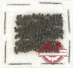 Scientific lot no. 79 Anthribidae (90 pcs)