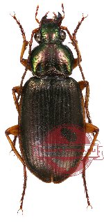 Chlaenius sp. 6