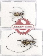 Scientific lot no. 83 Anthribidae (Xenocerus sp.) (2 pcs)