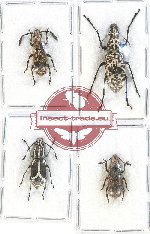 Scientific lot no. 80 Anthribidae (4 pcs)