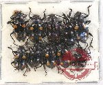 Scientific lot no. 58 Endomychidae (10 pcs)