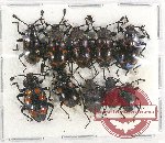 Scientific lot no. 57 Endomychidae (10 pcs)