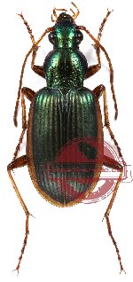 Chlaenius sp. 7