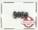 Scientific lot no. 127 Erotylidae (4 pcs)