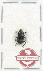 Apathetica sp. 1 (Staphylinidae)