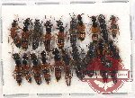 Scientific lot no. 128 Staphylinidae (17 pcs)