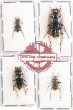 Scientific lot no. 51 Cicindelidae (4 pcs - 2 pcs A2)