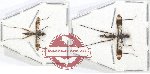 Scientific lot no. 65 Diptera (2 pcs)