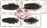 Scientific lot no. 44 Blattodea (4 pcs A, A-, A2)