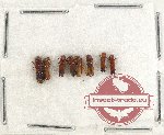 Scientific lot no. 125 Scolytidae (8 pcs)