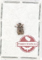 Scientific lot no. 132 Scolytidae (1 pc A2)