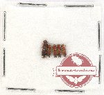 Scientific lot no. 127 Scolytidae (5 pcs)