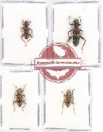 Scientific lot no. 110 Cleridae (4 pcs)