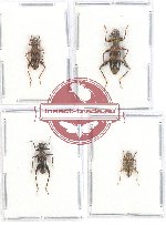 Scientific lot no. 112 Cleridae (4 pcs)