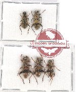 Scientific lot no. 109 Cleridae (5 pcs)