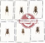 Scientific lot no. 106 Cleridae (6 pcs)