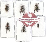 Scientific lot no. 104 Cleridae (6 pcs - 2 pcs A2)