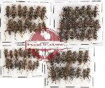 Scientific lot no. 100 Cleridae (66 pcs)