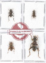 Scientific lot no. 111 Cleridae (4 pcs)