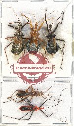 Scientific lot no. 846 Heteroptera (5 pcs)