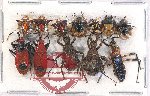 Scientific lot no. 860 Heteroptera (12 pcs)