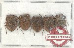 Scientific lot no. 850 Heteroptera (5 pcs)