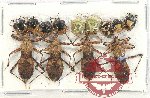 Scientific lot no. 857 Heteroptera (13 pcs)