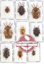 Scientific lot no. 853 Heteroptera (9 pcs A, A-, A2)