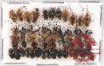 Scientific lot no. 859 Heteroptera (35 pcs)