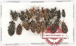 Scientific lot no. 855 Heteroptera (22 pcs)