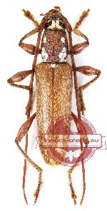 Ceresium nilgiriense