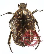 Protaetia (Pseudourbania) guttulata