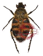 Lasiotrichius succinctus (5 pcs)