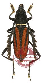 Euryarthrum takakuwai Yoshitake et Niisato, 2009