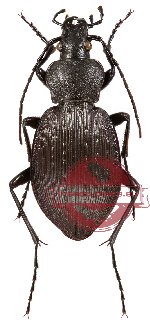 Carabus (Isiocarabus) hunanicola