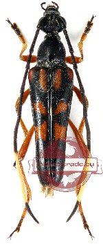 Sinostrangalis clermonti