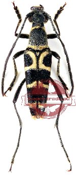 Leptura semiannulata (10 pcs)