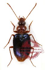 Lebiinae sp. 2