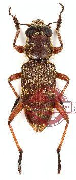 Cleridae sp. 3 (5 pcs)