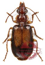 Lebiinae sp. 4